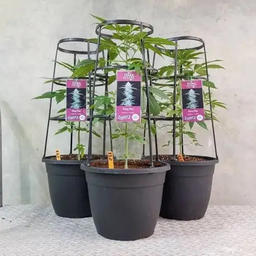 Dark Heart Nursery