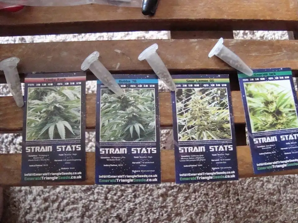 Emerald Triangle Seeds
