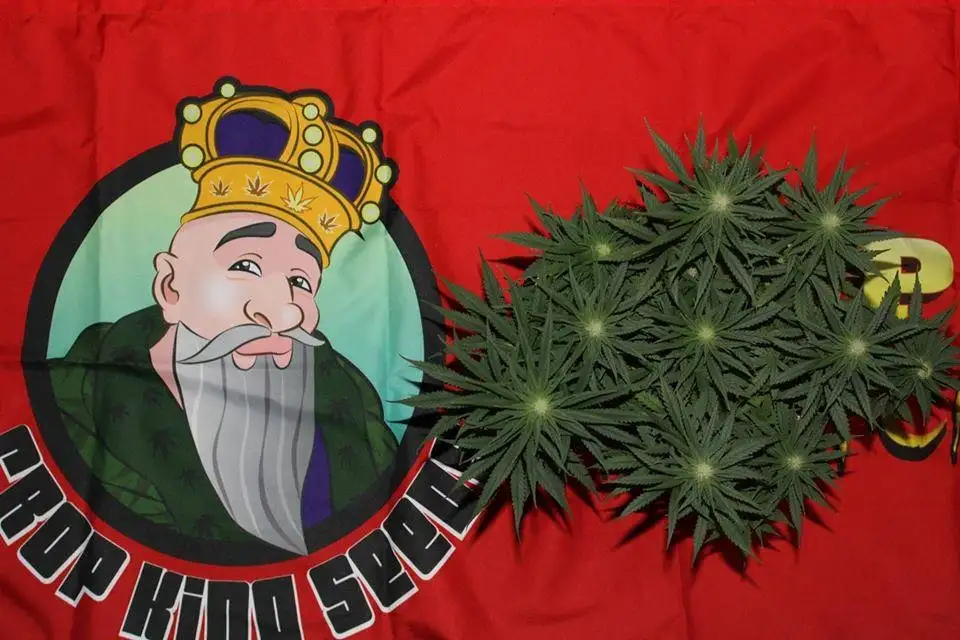 Crop King Seeds