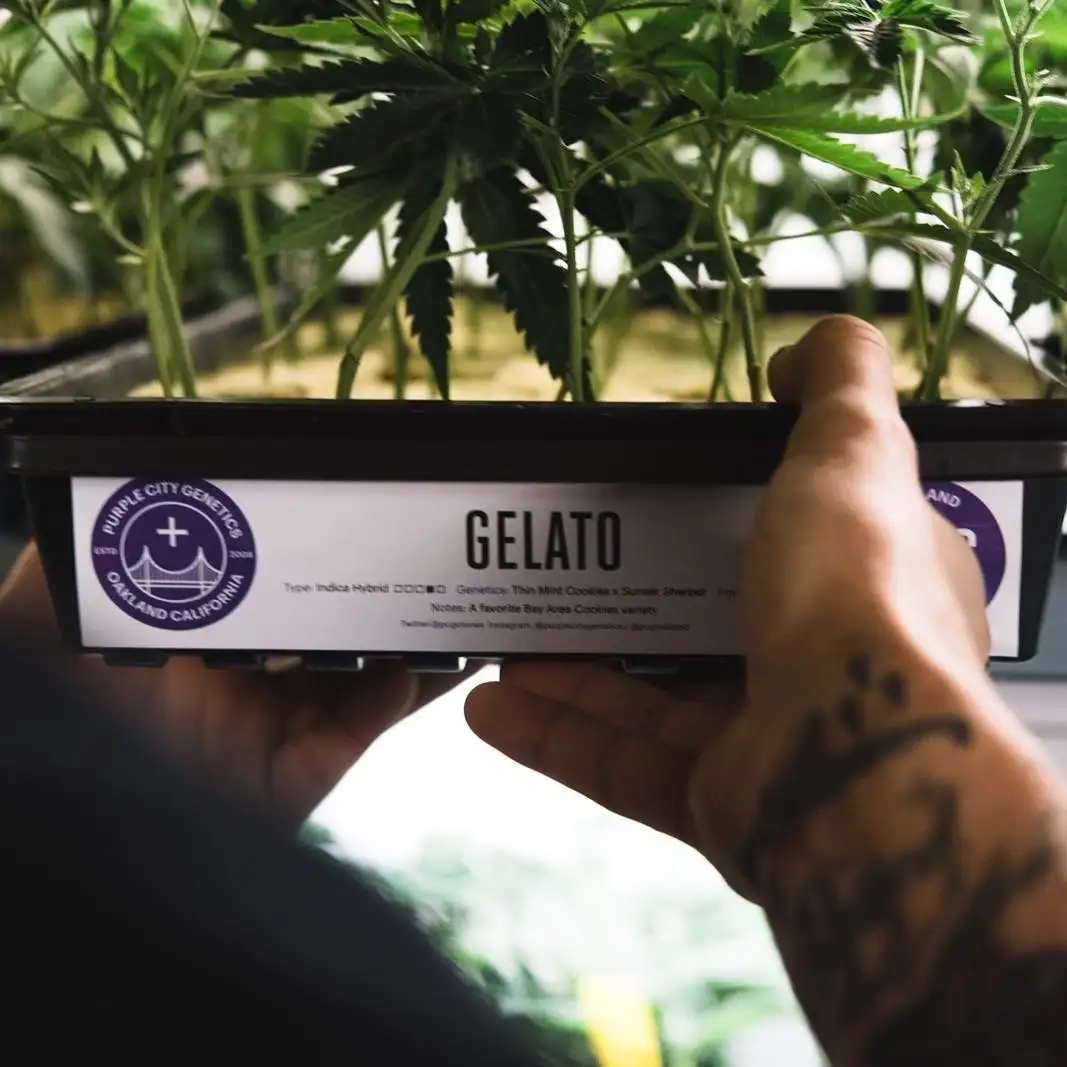 Purple City Genetics