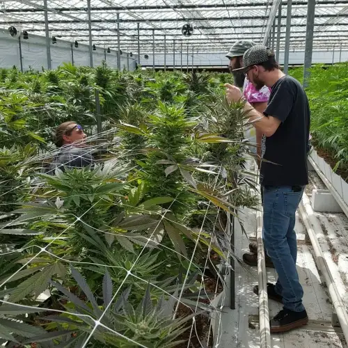 Homegrown Natural Wonders