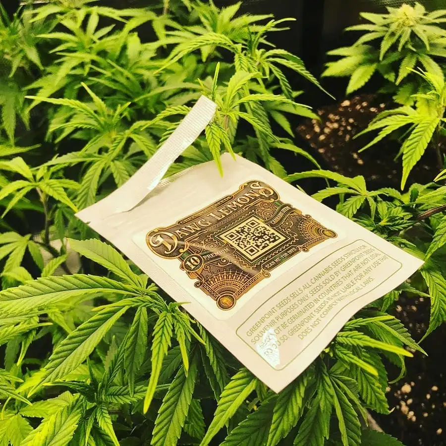 Green Point Seeds