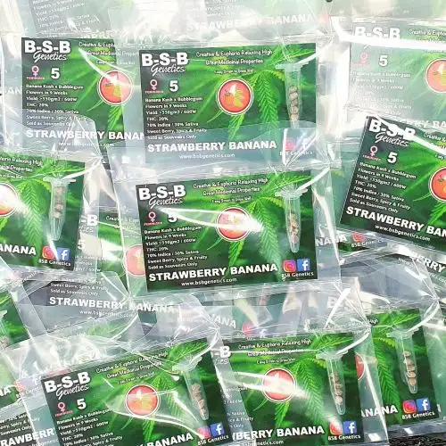 BSB Genetics