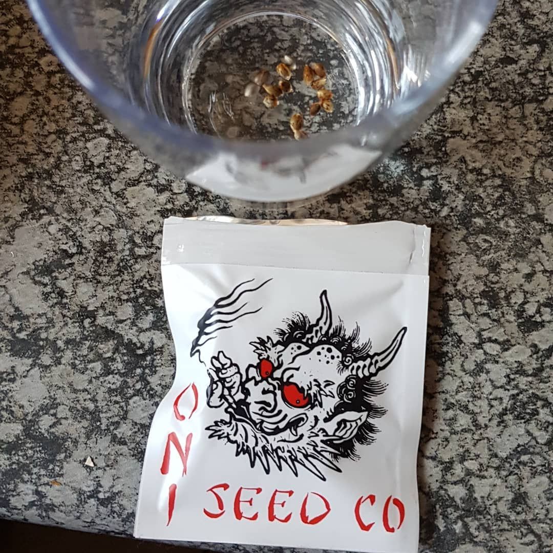 Oni Seed co. breeder. Seed bank info GrowDiaries