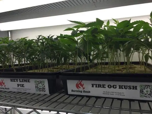 Burning Bush Nurseries