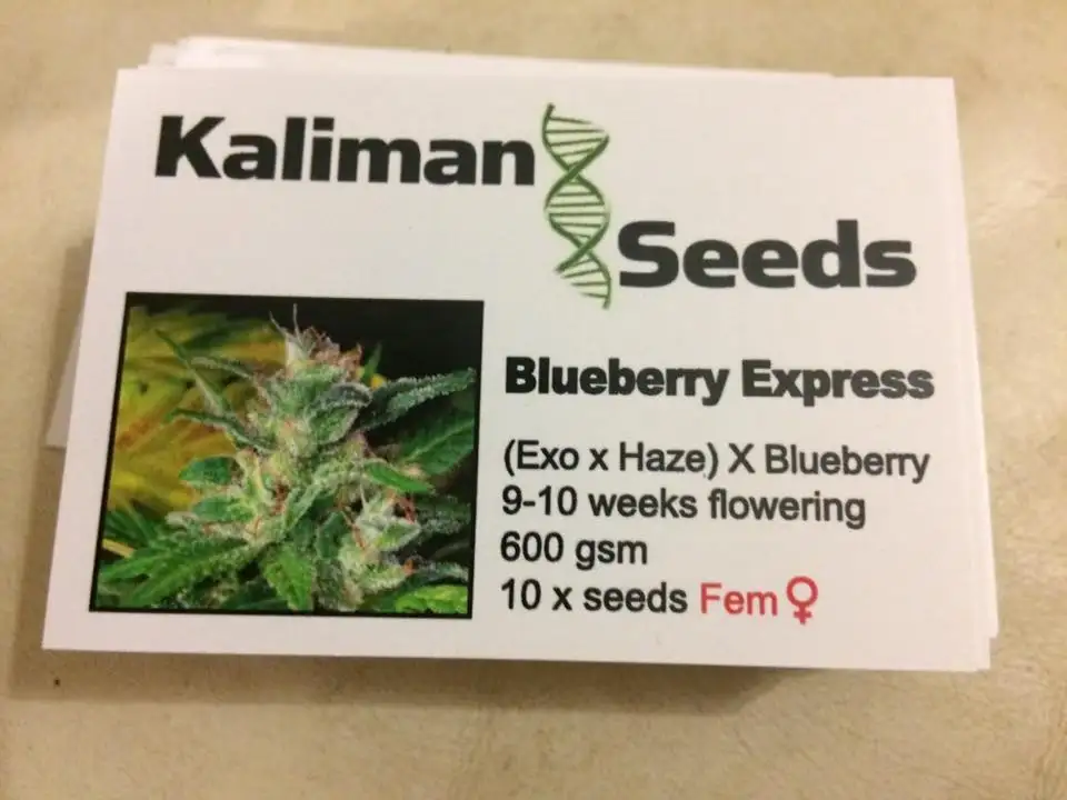 Kaliman Seeds