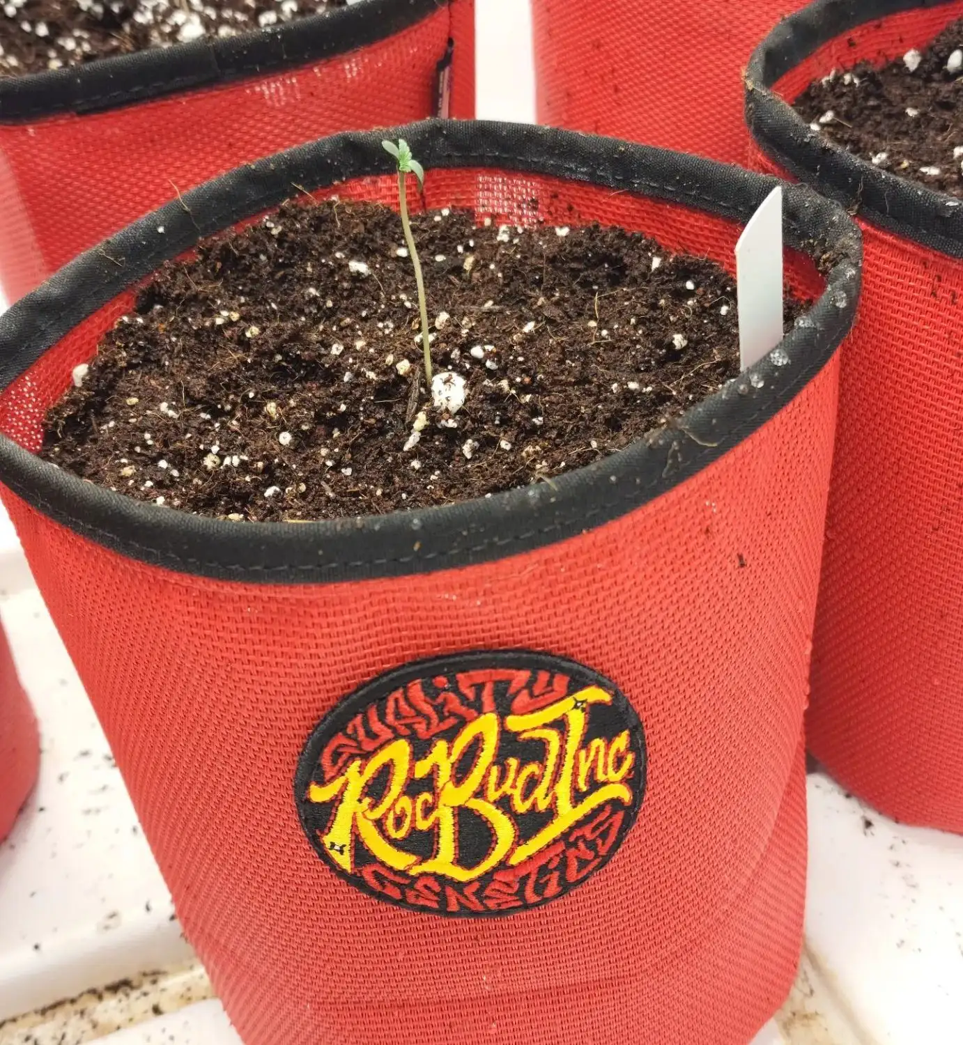 Roc Bud Inc Genetics