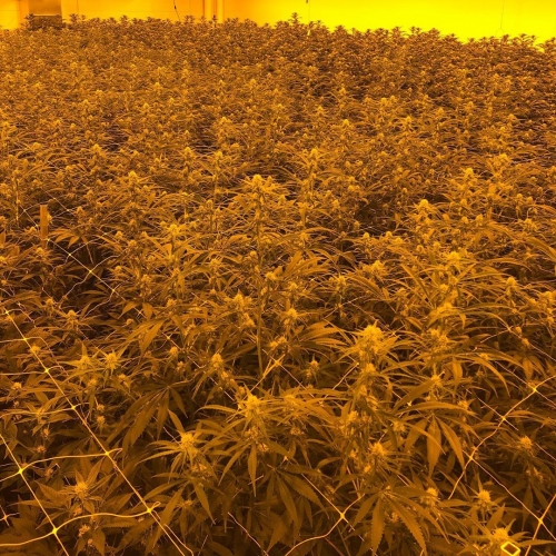 Pheno Finder Seeds breeder. Seed bank info GrowDiaries