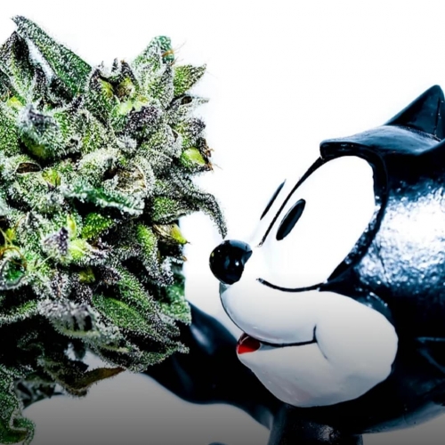 CopyCat breeder. Seed bank info GrowDiaries
