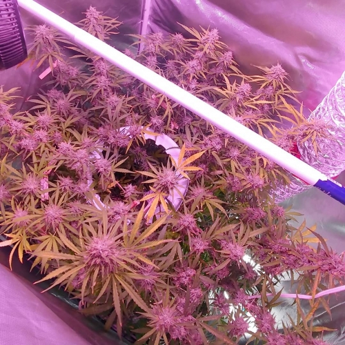 Night Owl Seeds breeder. Seed bank info GrowDiaries