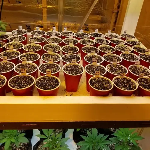I49 Seed Bank