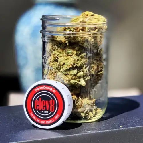 Elev8 Seeds