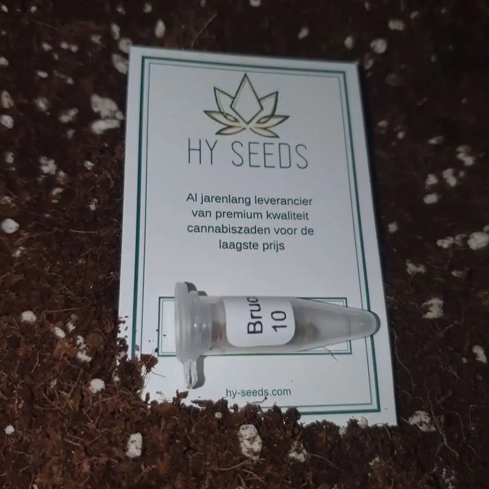 Hy-seeds