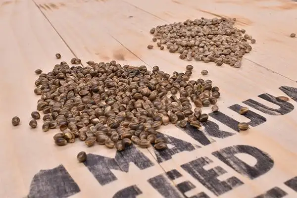 Marijuana Seed Breeders - MSB