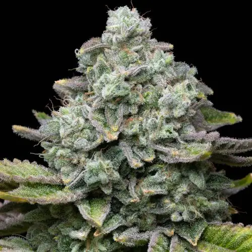 Premium Cultivars