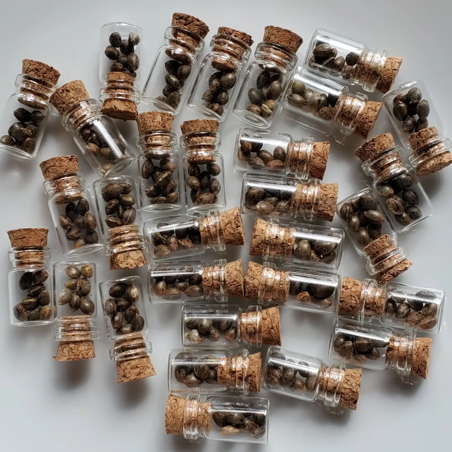 Dragons Flame Genetics