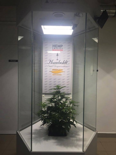 Humboldt Seed Organization Breeder Seed Bank Info Growdiaries