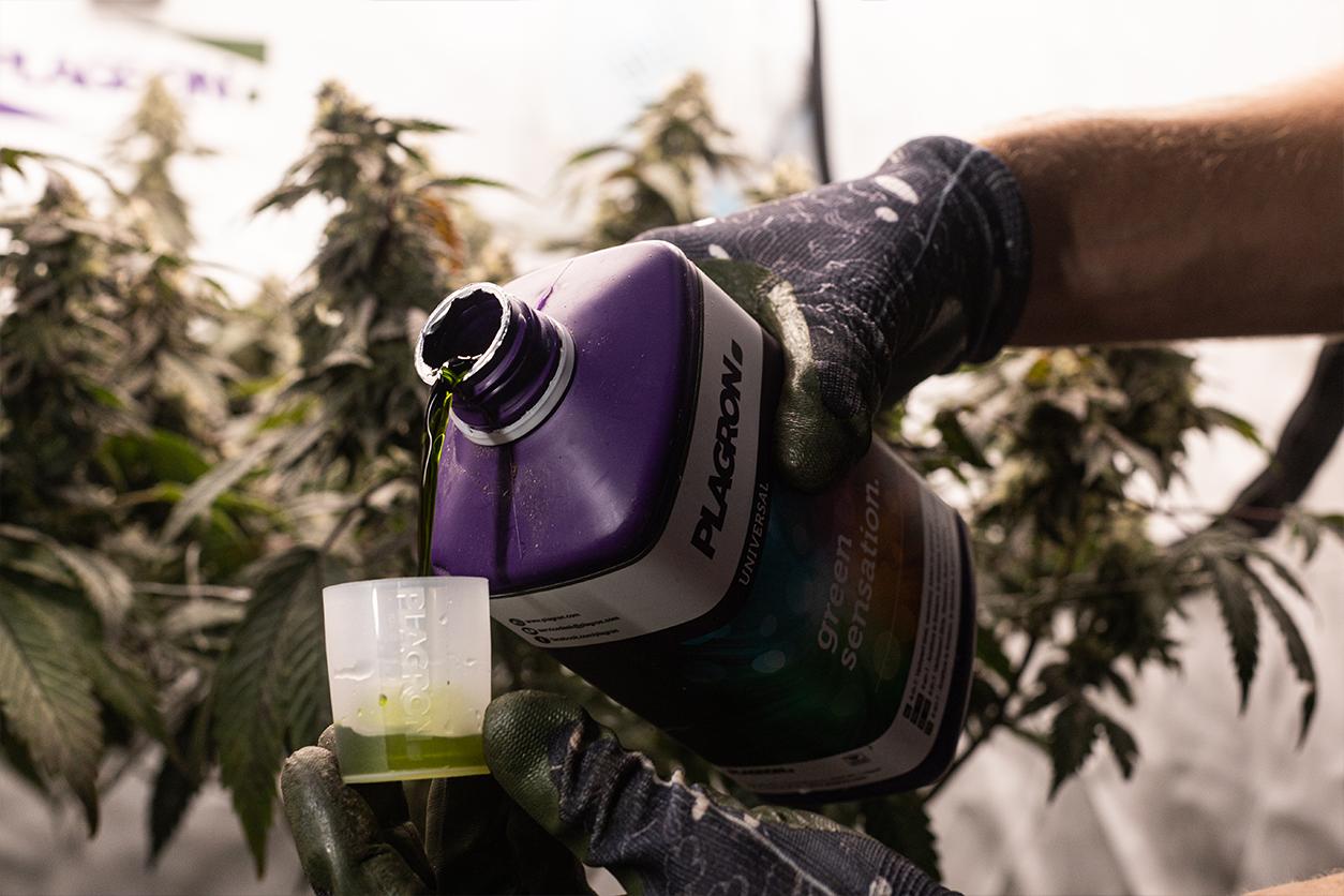 How to Grow top-shelf Autoflowers without the Hassle