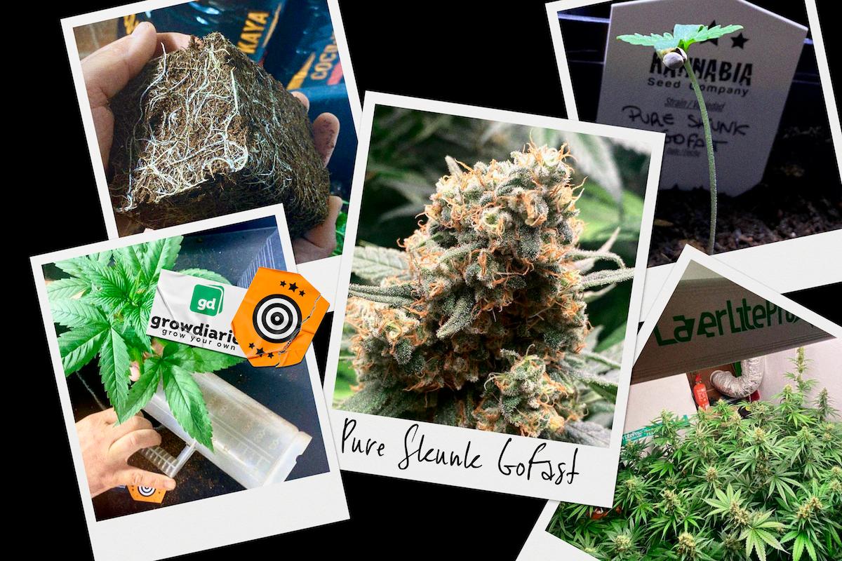 Fail-Safe Germination and Express Flowering: Kannabia Makes It Easy with BioBoost, Sproutly and Its Fast Genetics