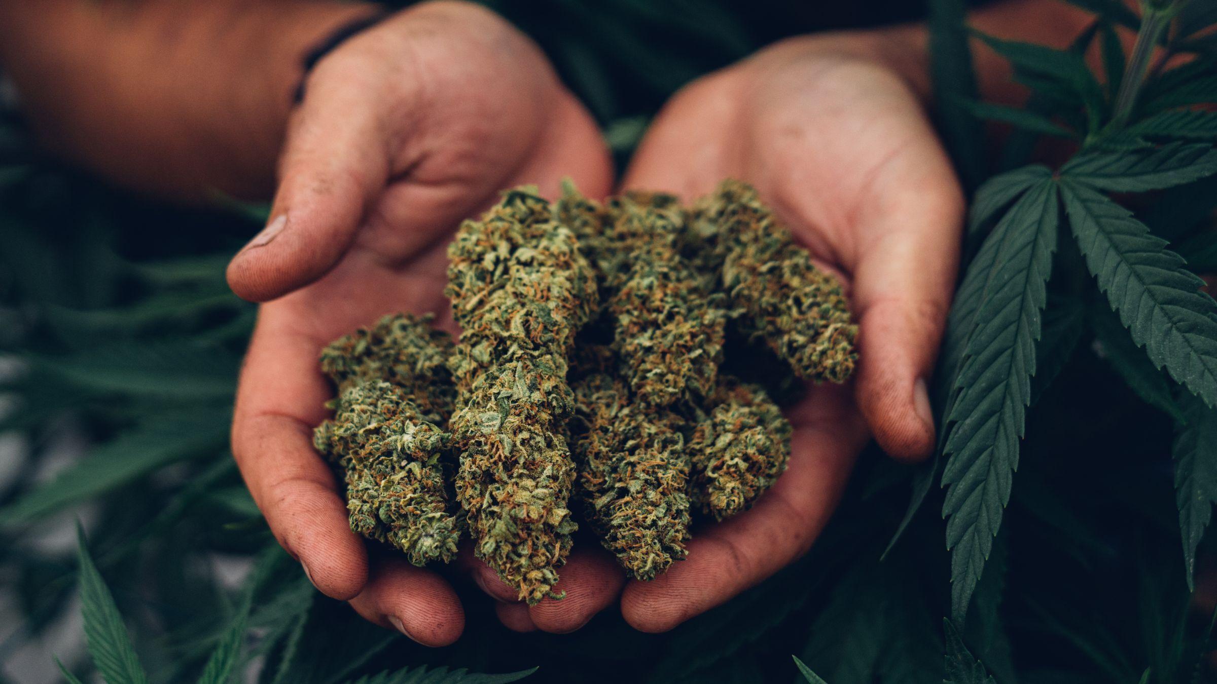 How to Grow Weed: A Step by Step Guide to Growing Cannabis Successfully