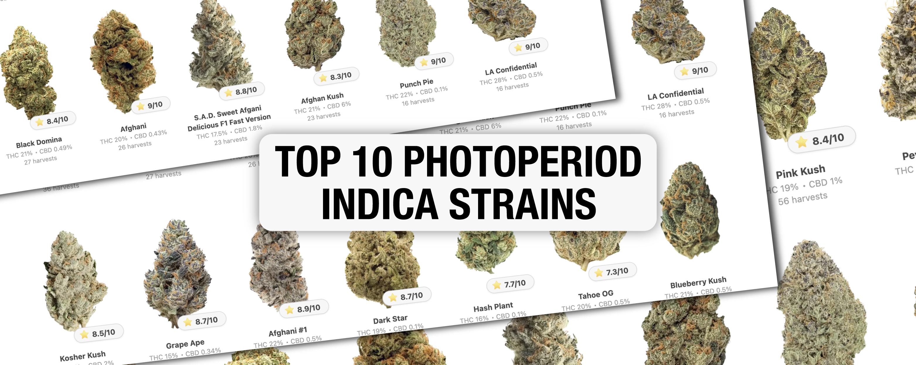 Top 10 Photoperiod Indica Strains: Growdiaries selection