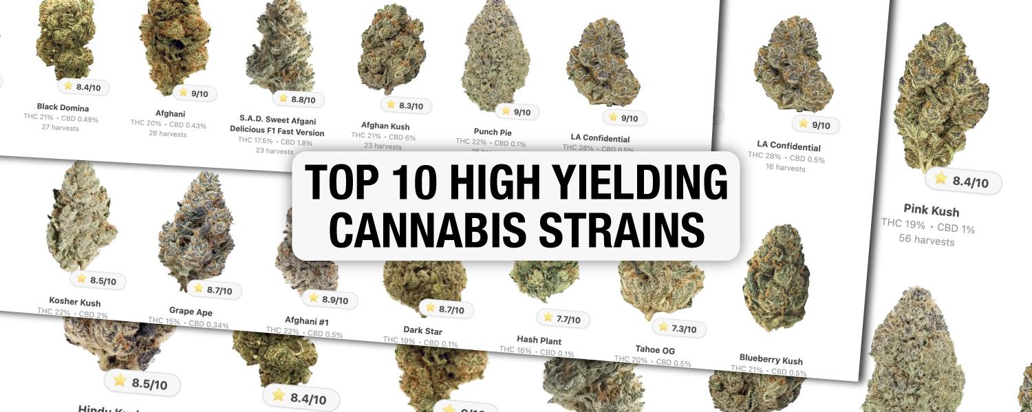 Top 10 High Yielding Cannabis Strains: GrowDiaries Selection