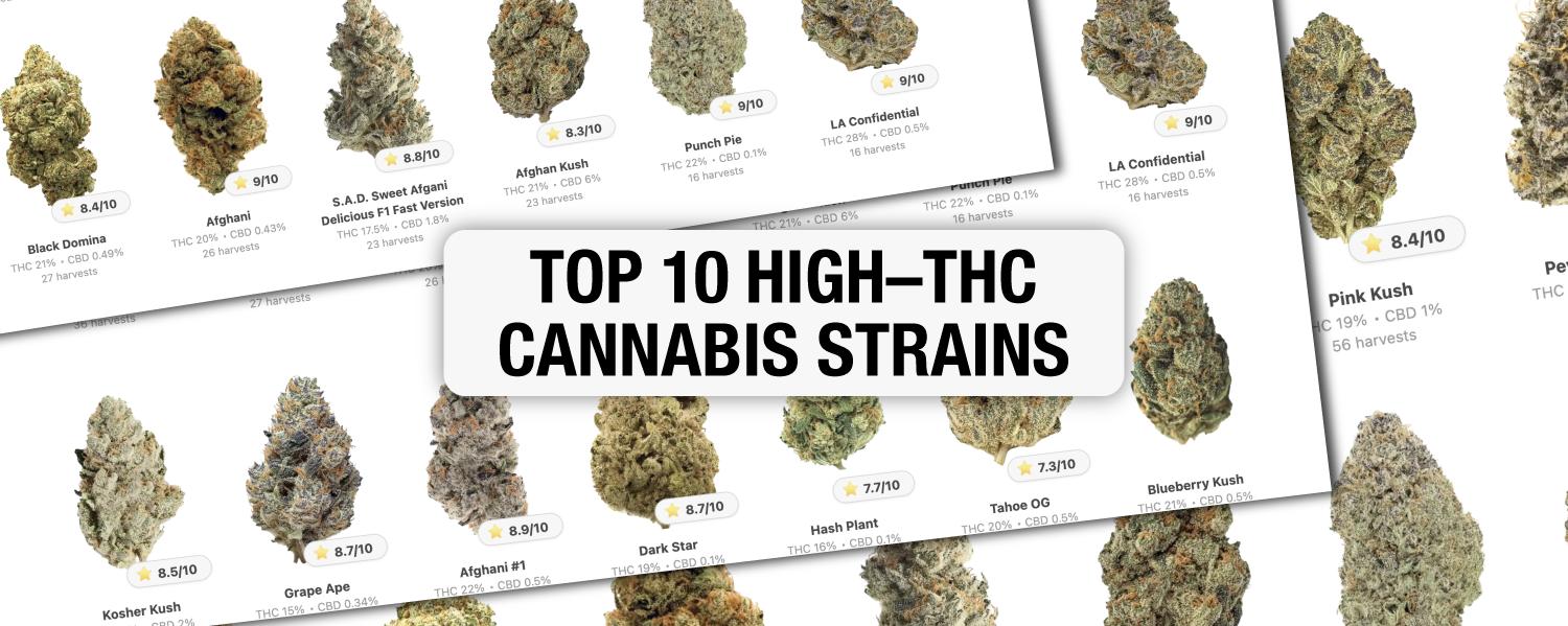 Top 10 High-THC Cannabis Strains: GrowDiaries Selection