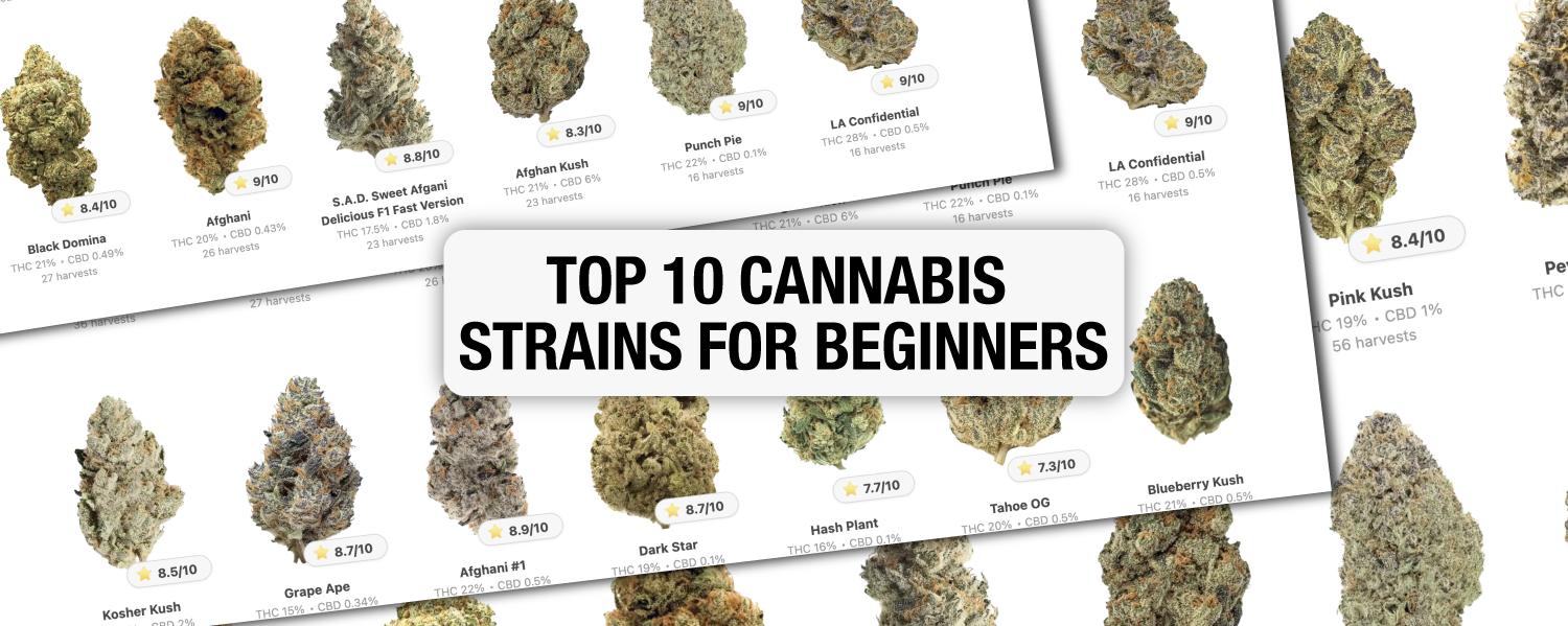 Top 10 Cannabis Strains for Beginners: GrowDiaries Selection