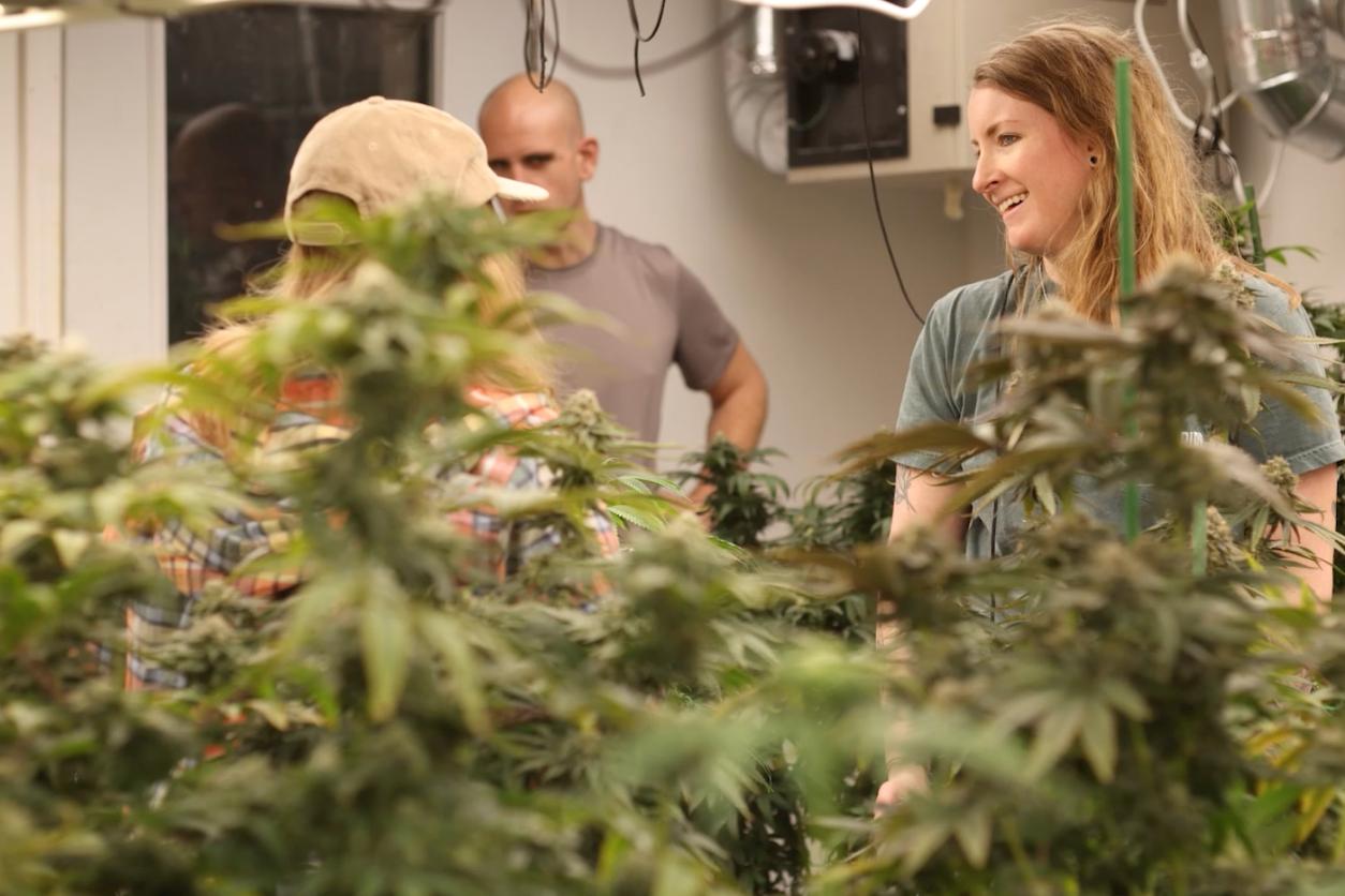 Best Cannabis Seeds: NASC’s Top Strains & Breeders