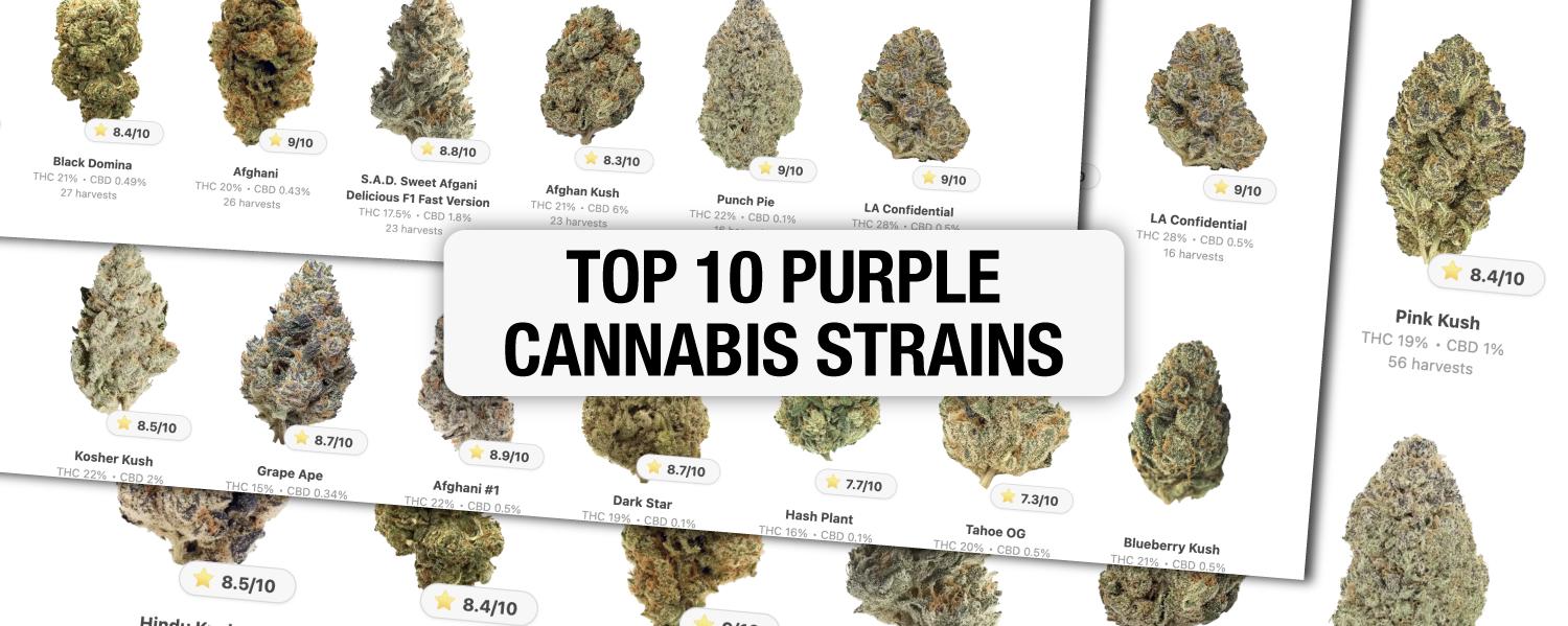 Top 10 Purple Cannabis Strains: GrowDiaries Selection