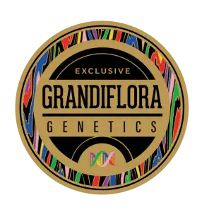 Grandiflora Genetics