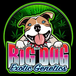 Big Dog Exotic Cannabis Seeds