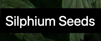 Silphium Seeds