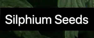 Silphium Seeds