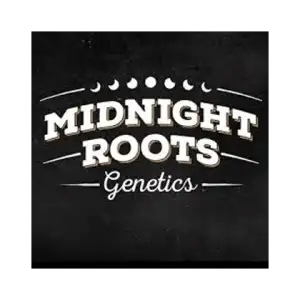 Midnight Roots Genetics
