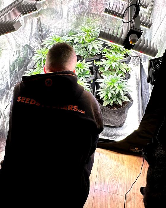 Seedstockers: strains reviews - GrowDiaries