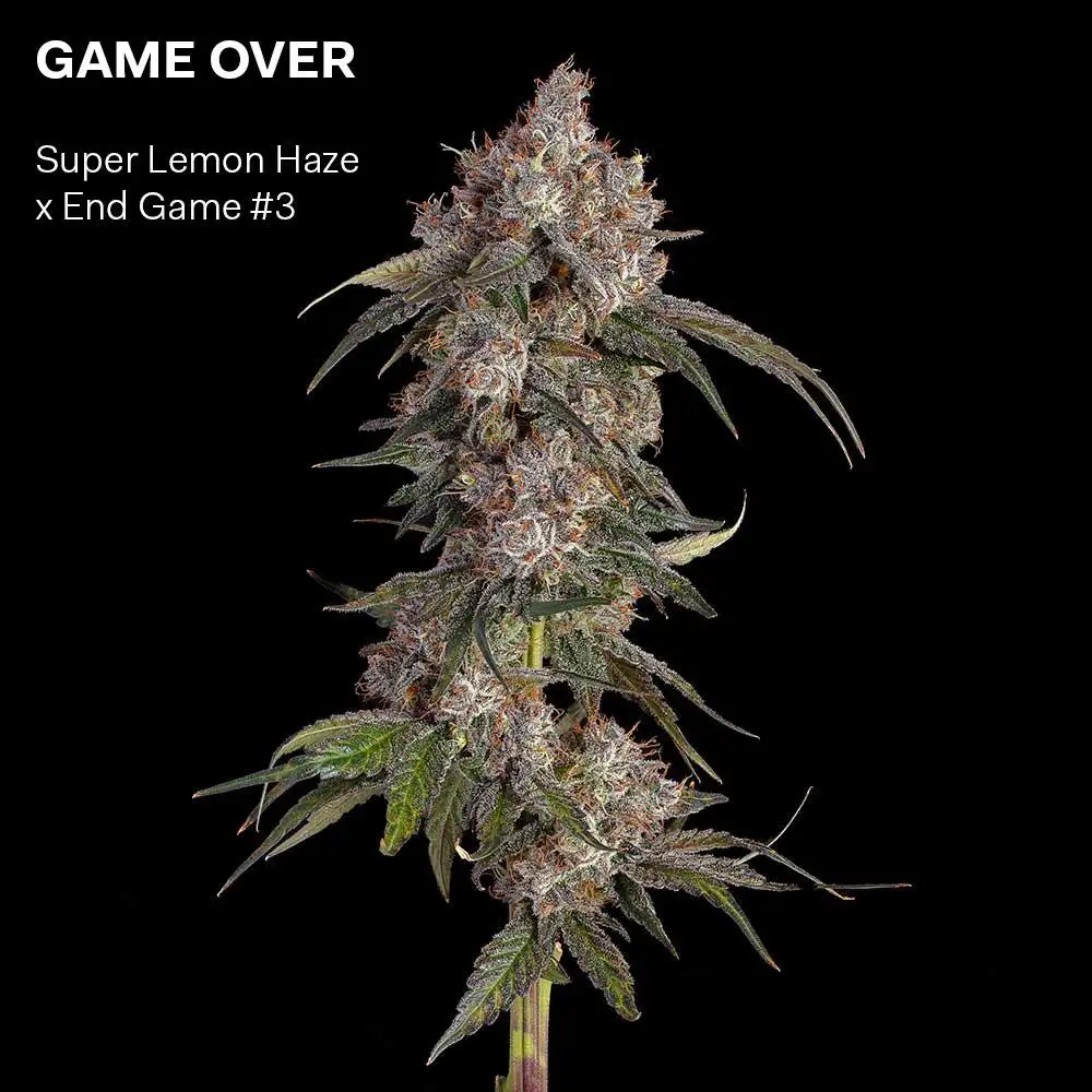 Happy Valley Genetics