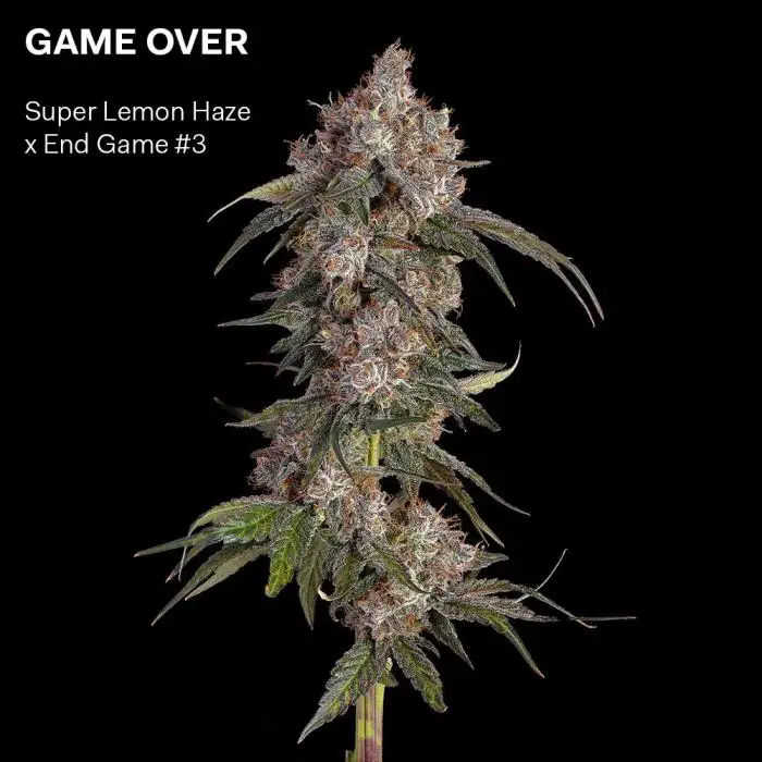 Happy Valley Genetics