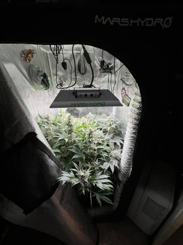 Mars Hydro