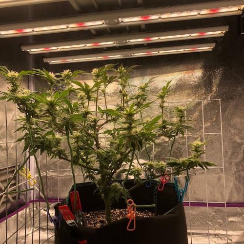 BloomGrow