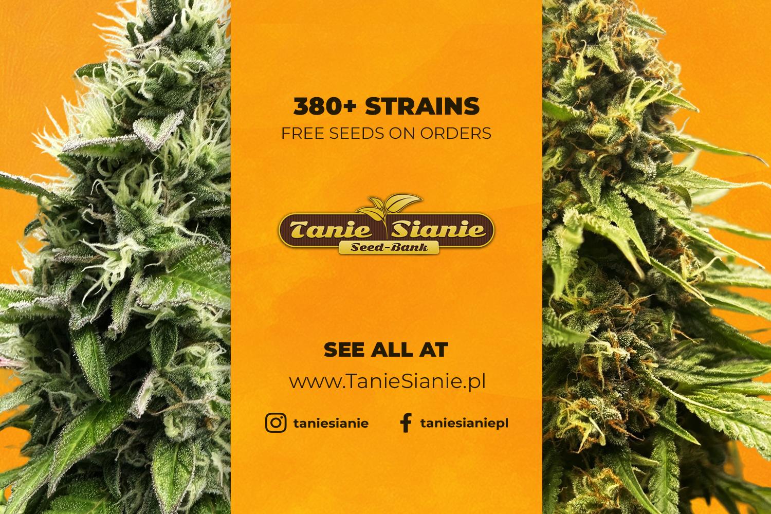 Tanie Sianie
