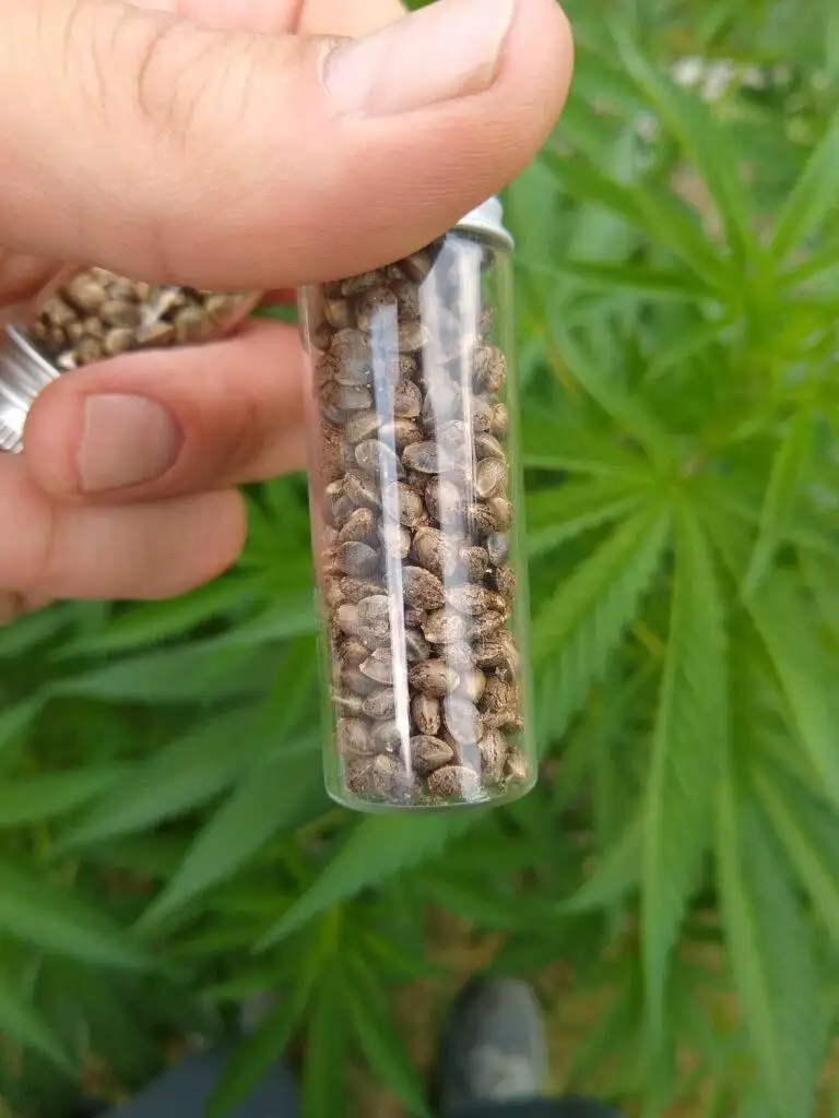 White Clouds Genetics