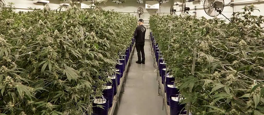 Terraform Genetics