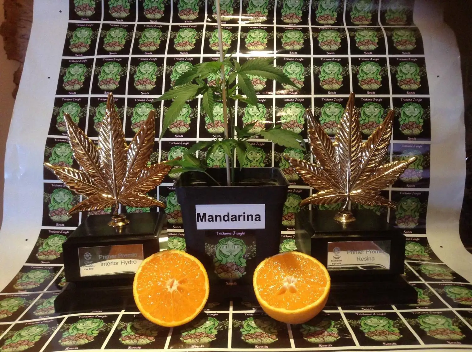 Trichome Jungle Seeds