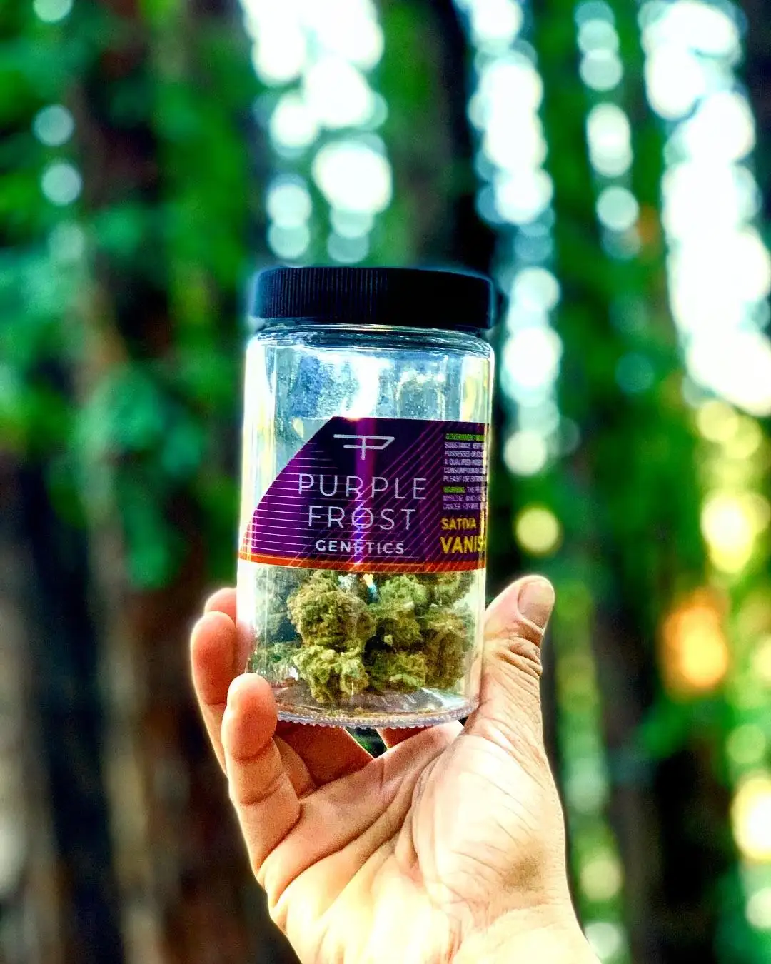 Purple Frost Genetics