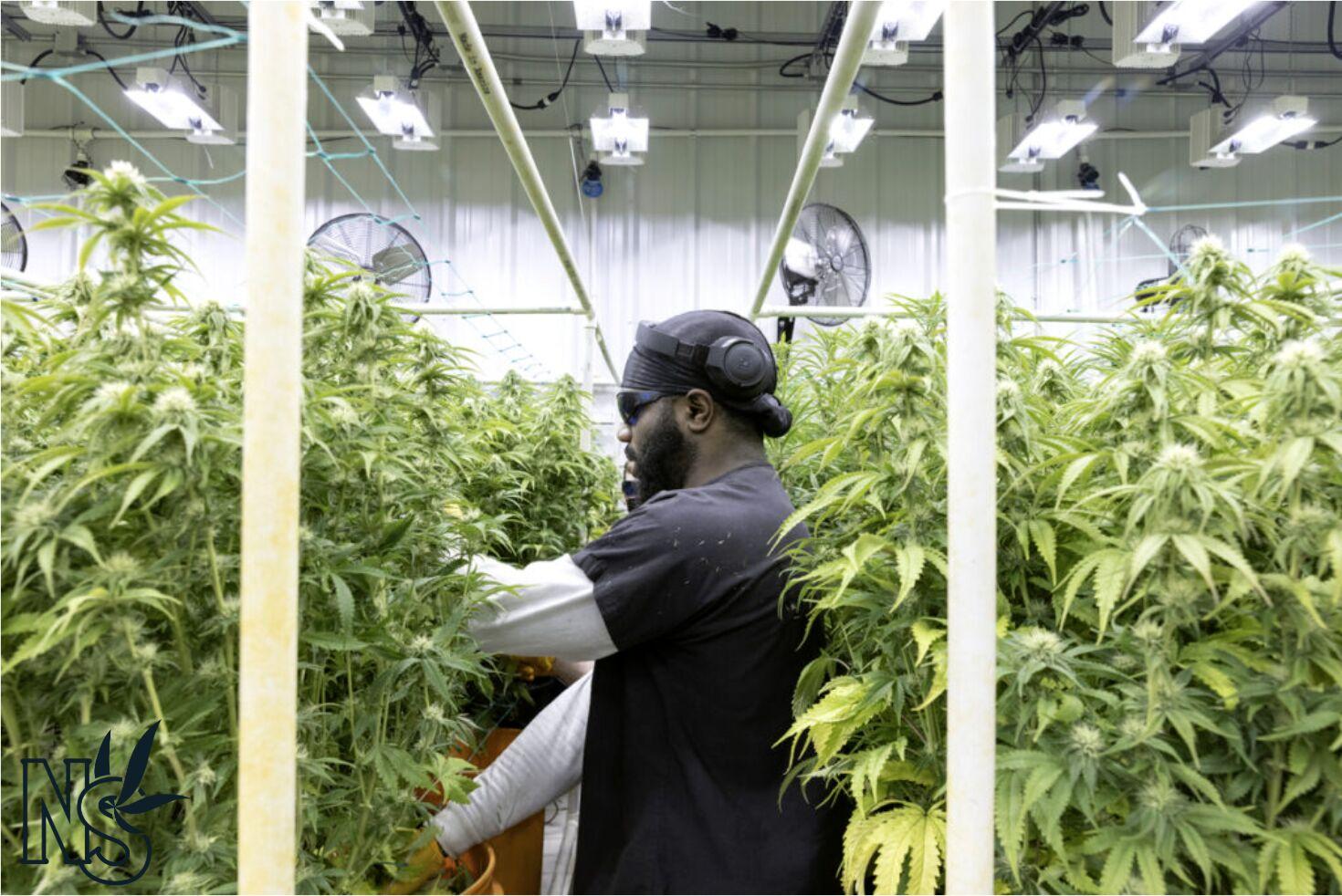 Natural State Medicinals