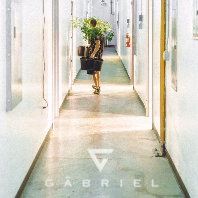 Gabriel Cannabis
