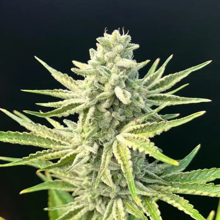 Bulk Genetics