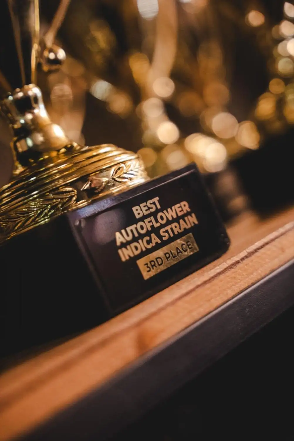 Original Sensible Seeds