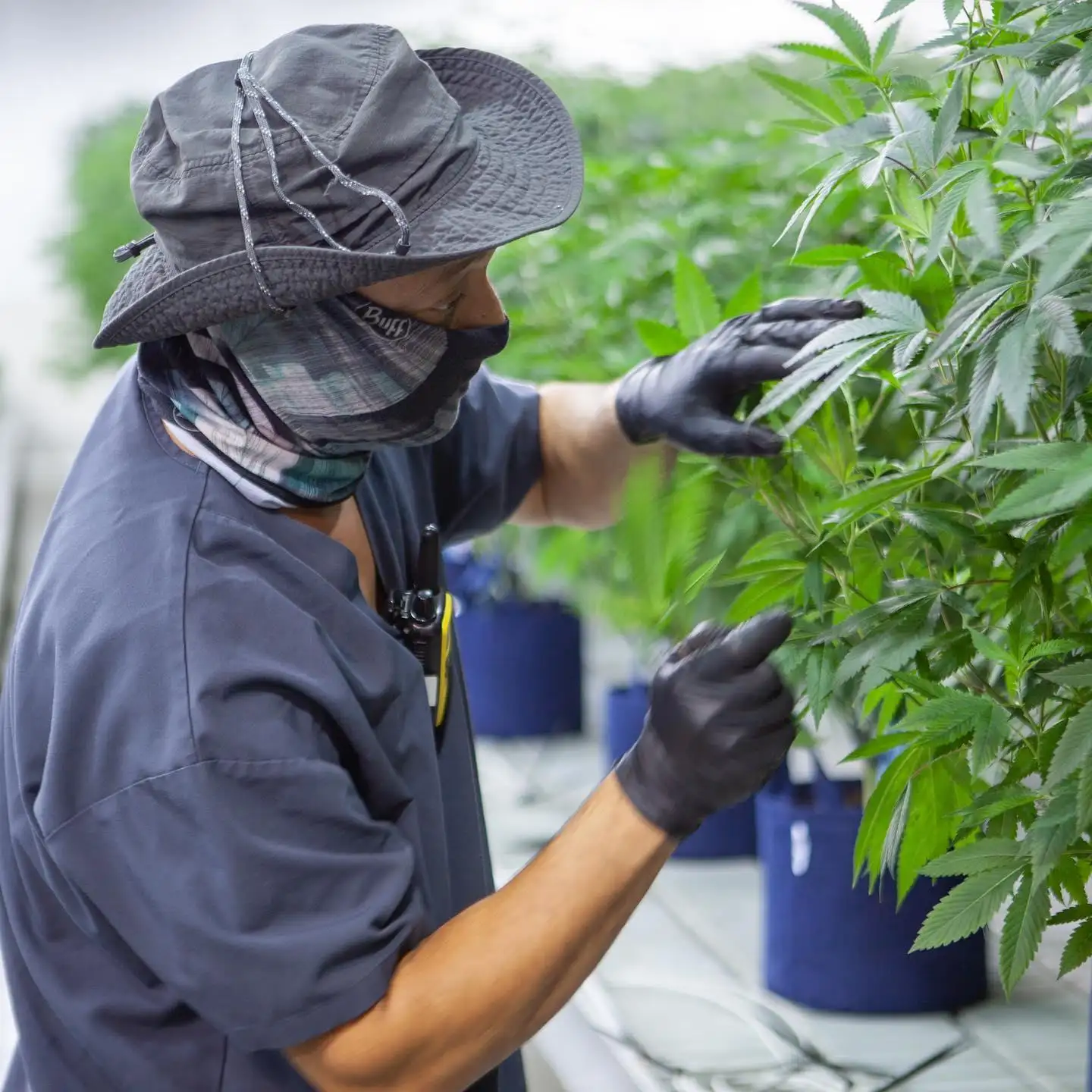 Desert Grown Farms